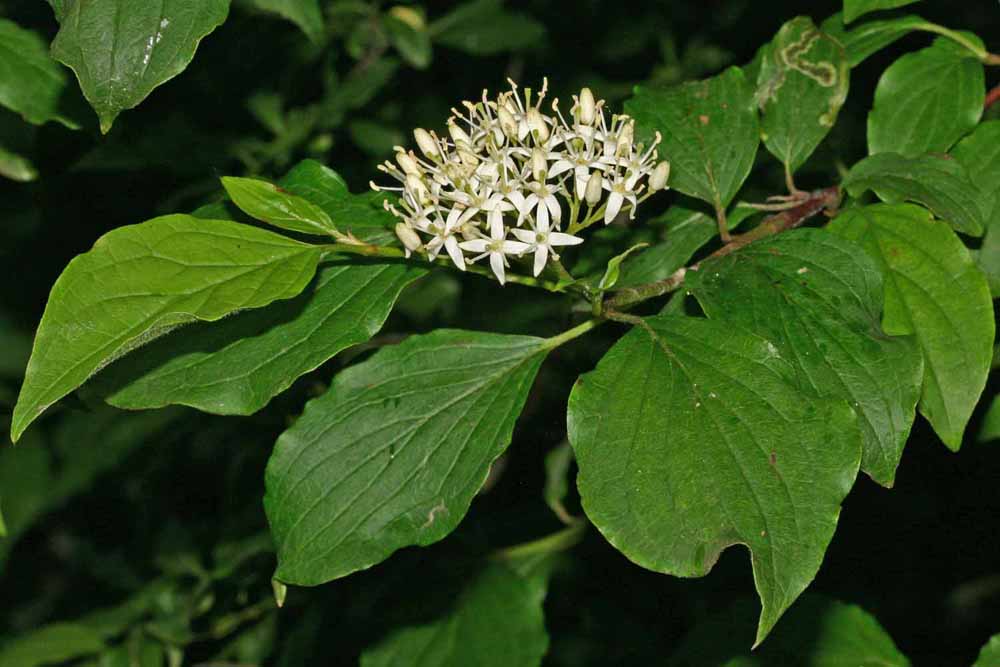 Le cornouiller sanguin(Cornus sanguinea) vue générale