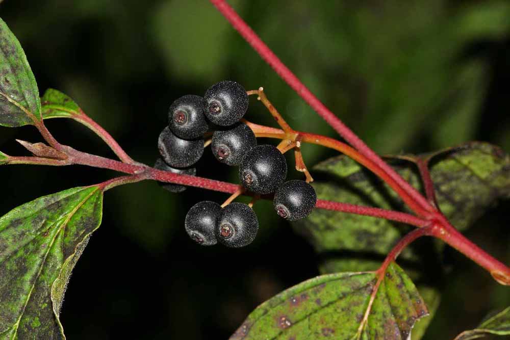 Le cornouiller sanguin(Cornus sanguinea) vue des drupes