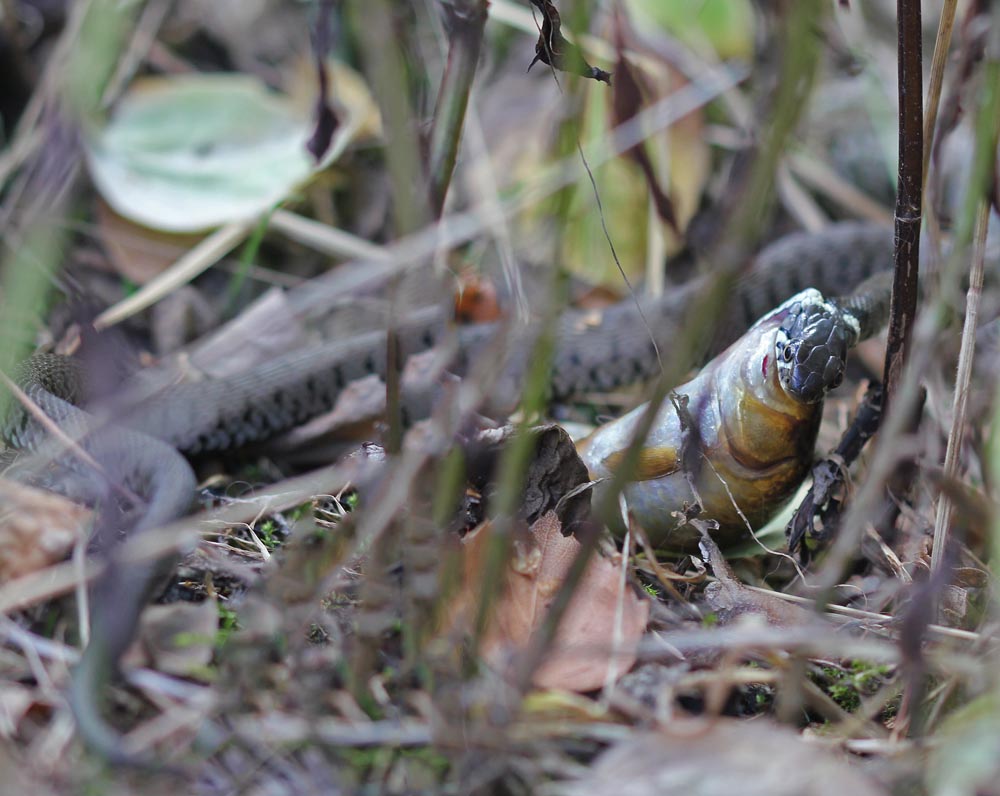 Couleuvre à collier (Natrix natrix) en train de manger un poisson