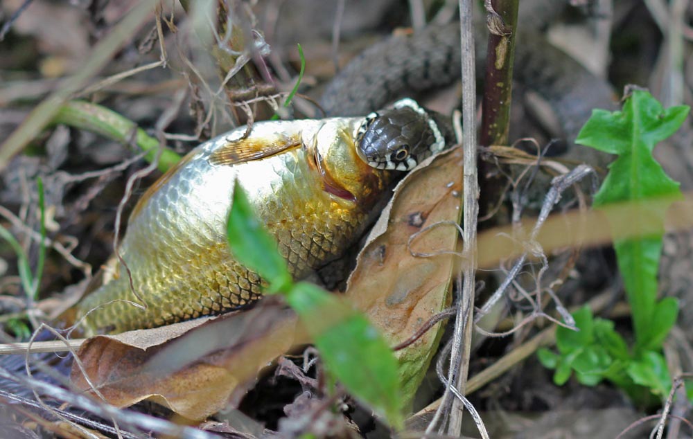 Couleuvre à collier (Natrix natrix) en train de manger un poisson rouge, gros plan