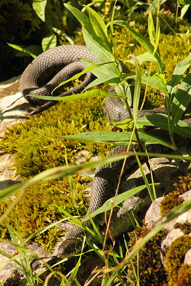 Couleuvre à collier (Natrix natrix) de grande taille