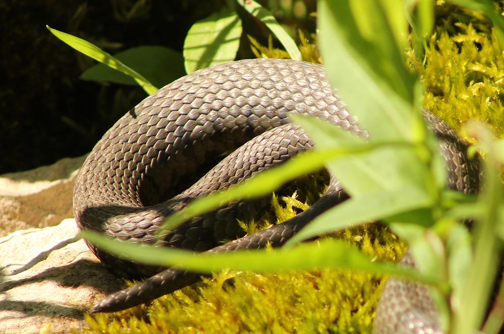 Couleuvre à collier (Natrix natrix) Détail des écailles