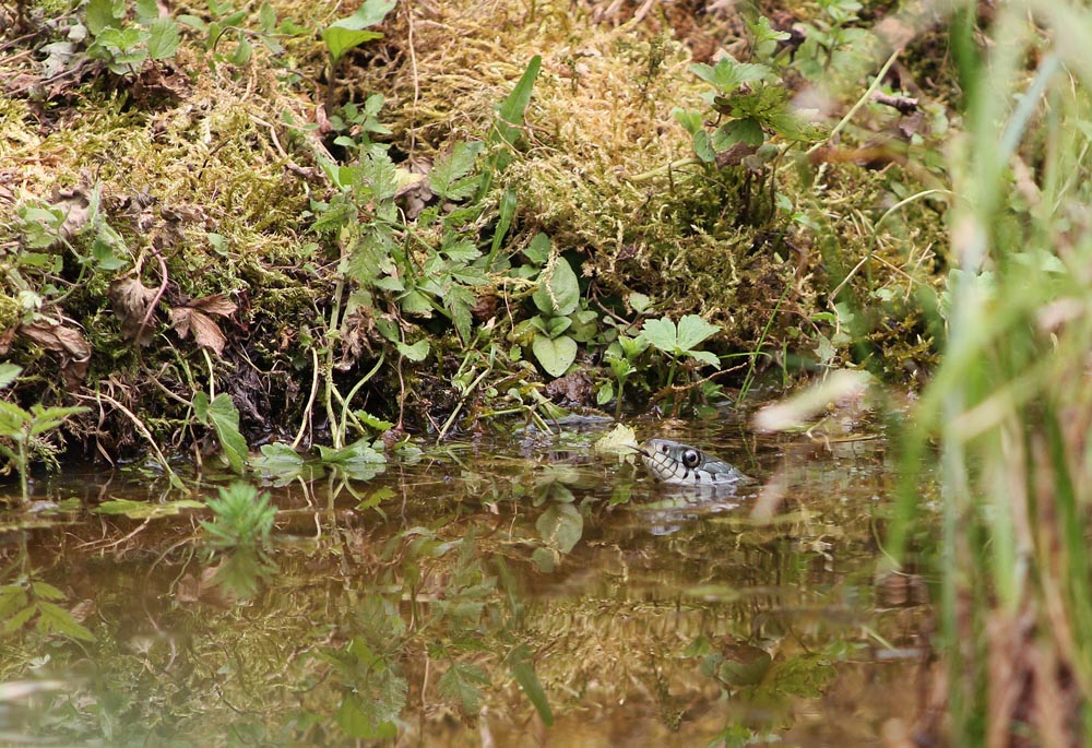 Couleuvre à collier (Natrix natrix) avec tête qui sort de l'eau