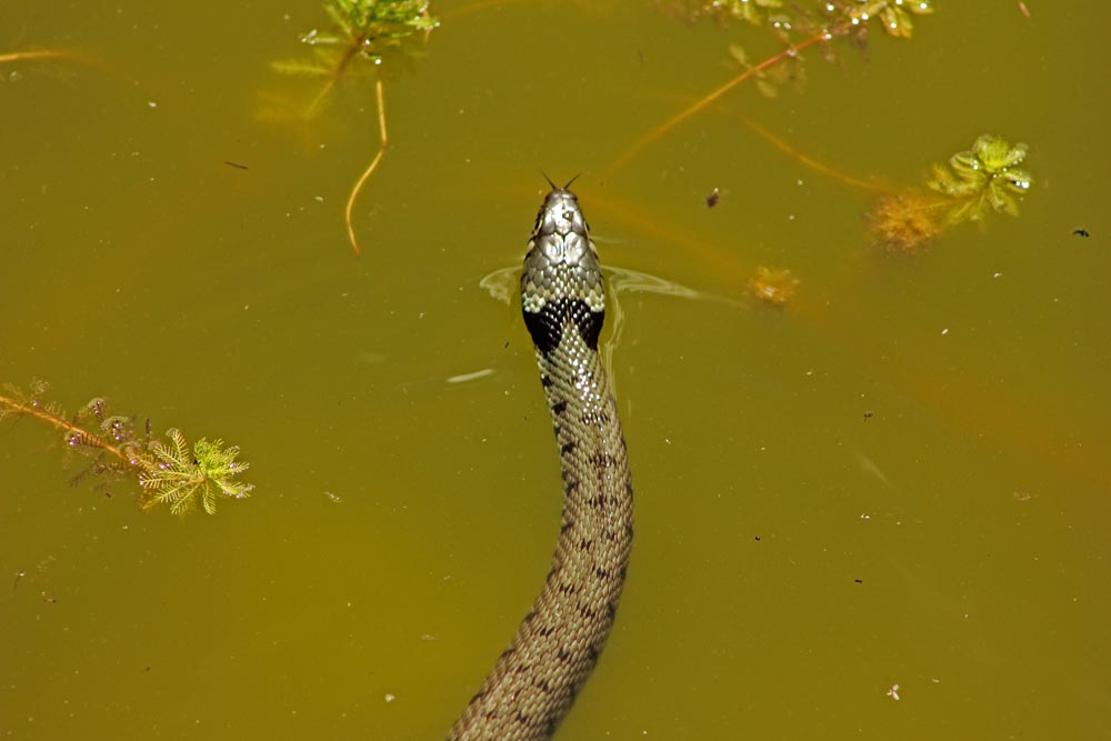 Couleuvre à collier (Natrix natrix) en train de nager