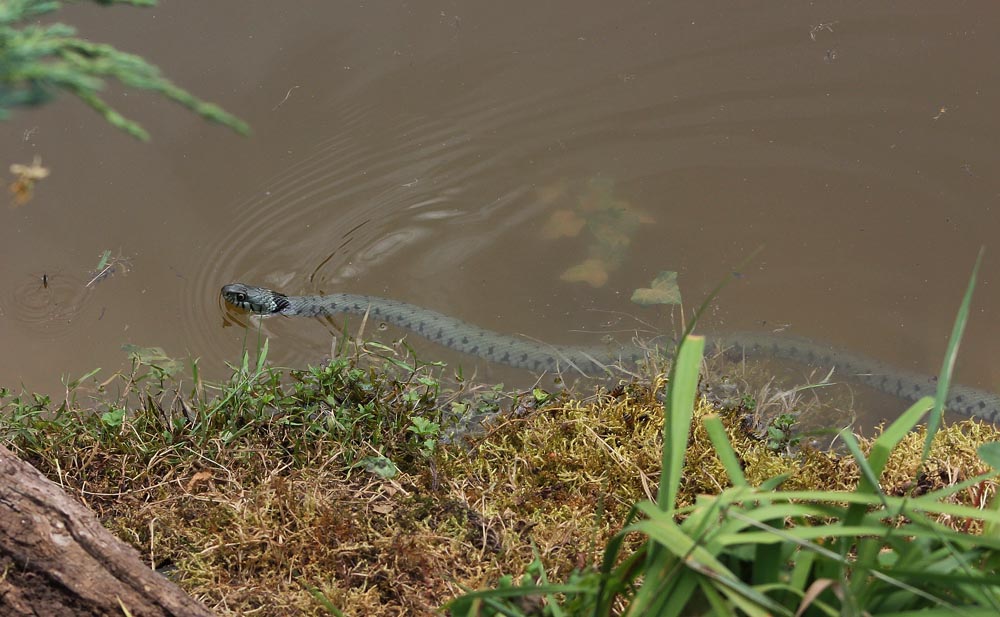 Couleuvre à collier (Natrix natrix) en train de nager, vue latérale