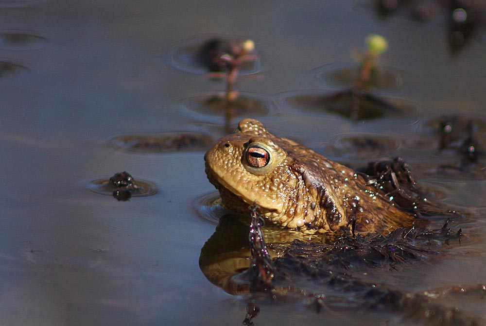 Crapaud commun (Bufo bufo)<br>Remarquez l’œil cuivré du crapaud commun et la pupille horizontale