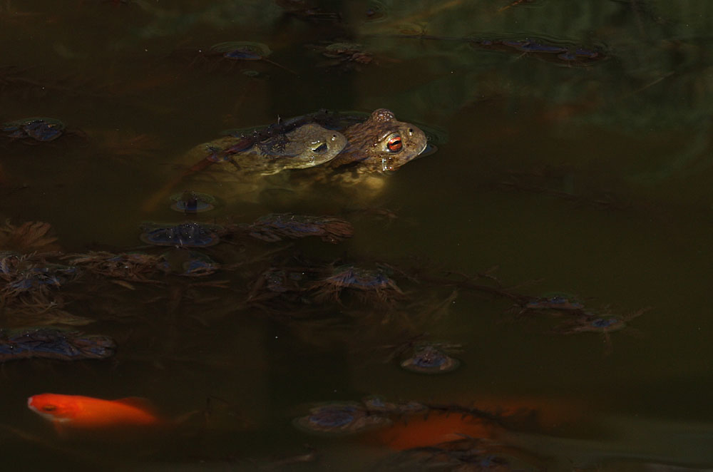 Crapaud commun (Bufo bufo)<br>un mâle sur le dos d'une femelle