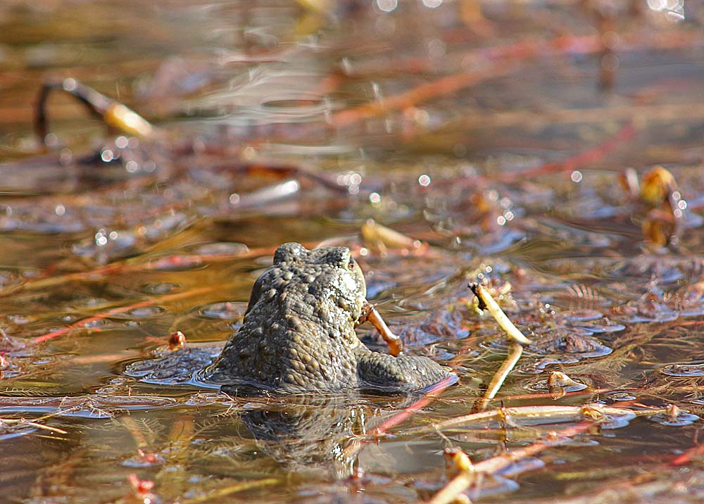 Crapaud commun (Bufo bufo) vue de dos<br>glandes parotoïdes