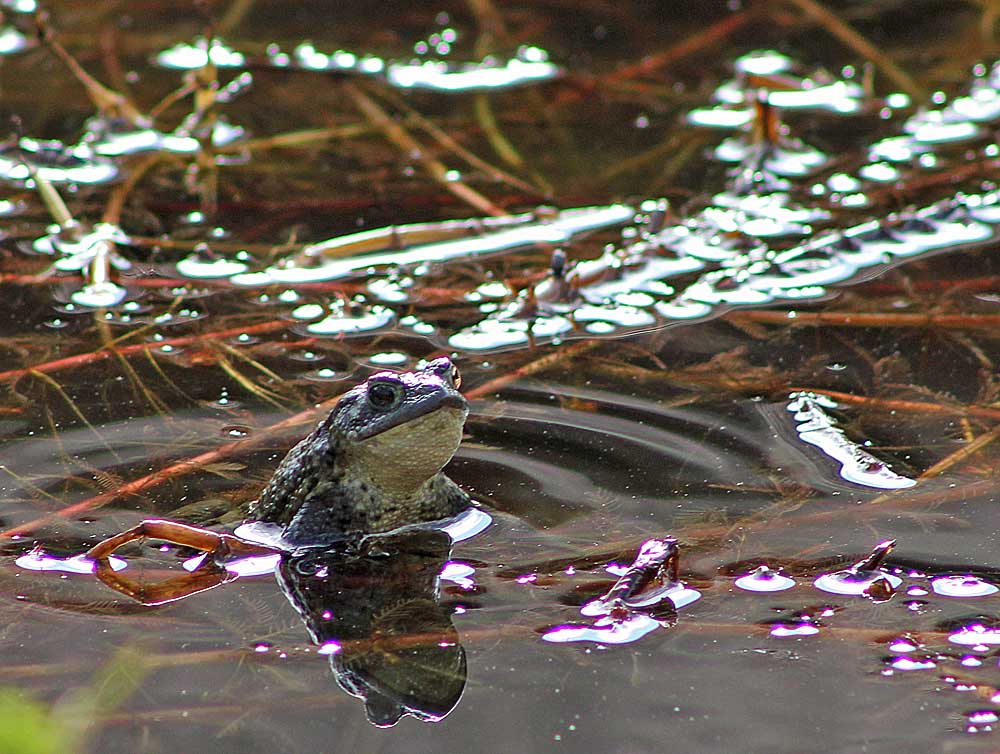 Crapaud commun (Bufo bufo)<br>Vue de dessous