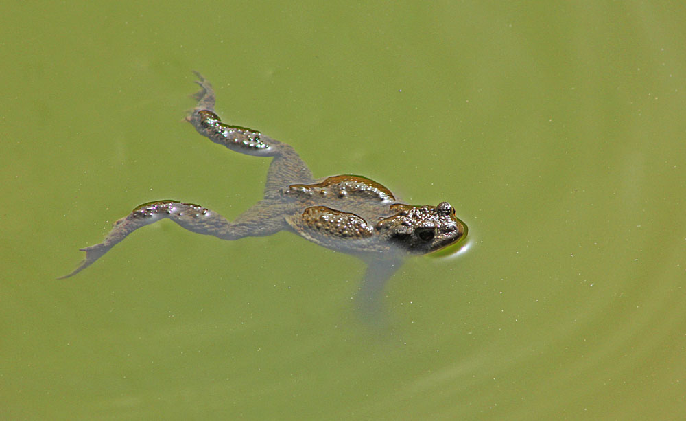 Crapaud commun (Bufo bufo) en train de nager