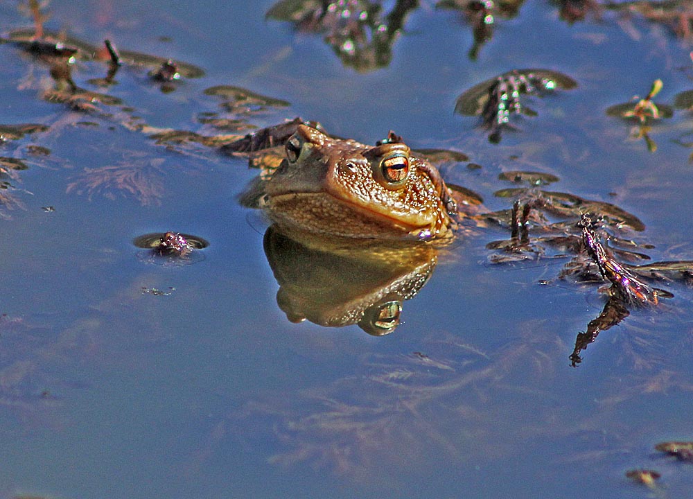 Crapaud commun (Bufo bufo) vue de face les yeux dans les yeux !