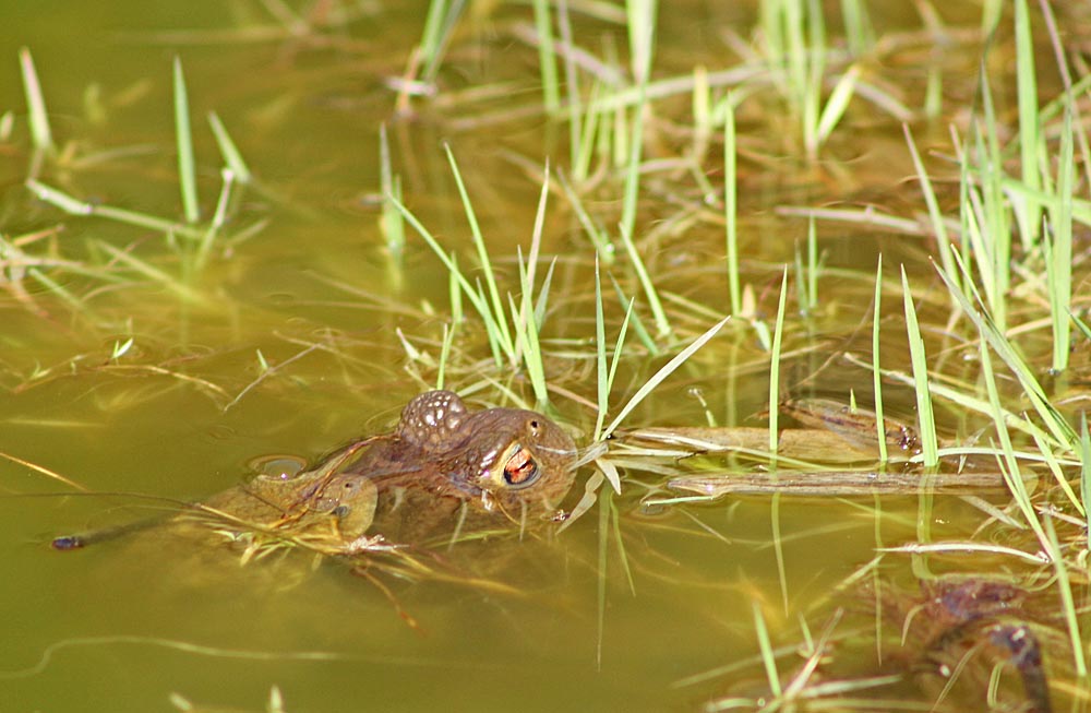 Crapaud commun (Bufo bufo)<br>Mâle sur femelle sous l'eau