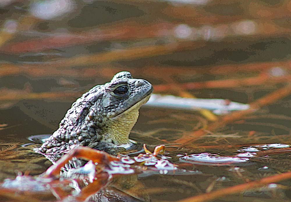 Crapaud commun (Bufo bufo) en peinture