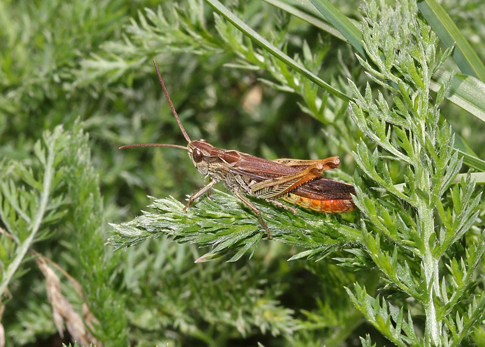 criquet mélodieux / Chorthippus biguttulus