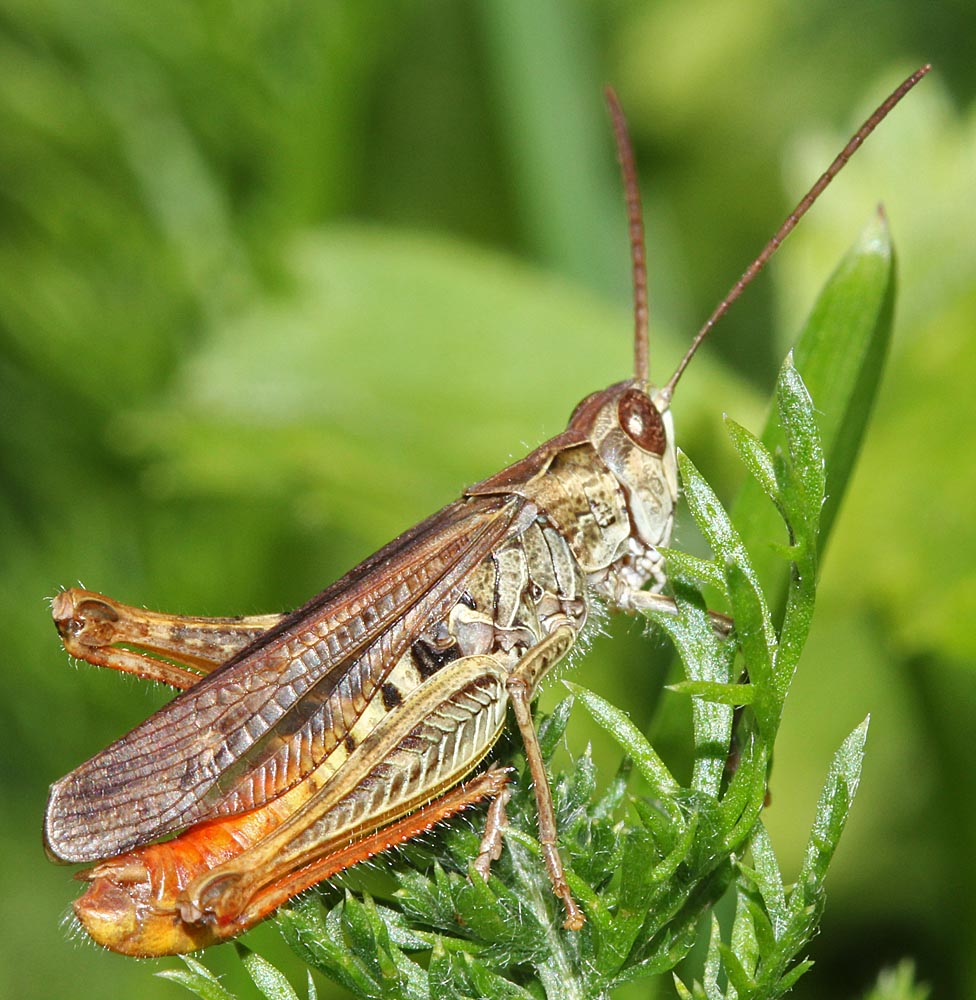 criquet mélodieux / Chorthippus biguttulus vue arrière