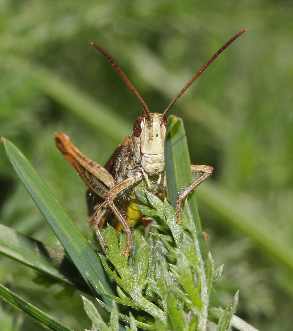 criquet mélodieux / Chorthippus biguttulus détail de la tête et des antennes