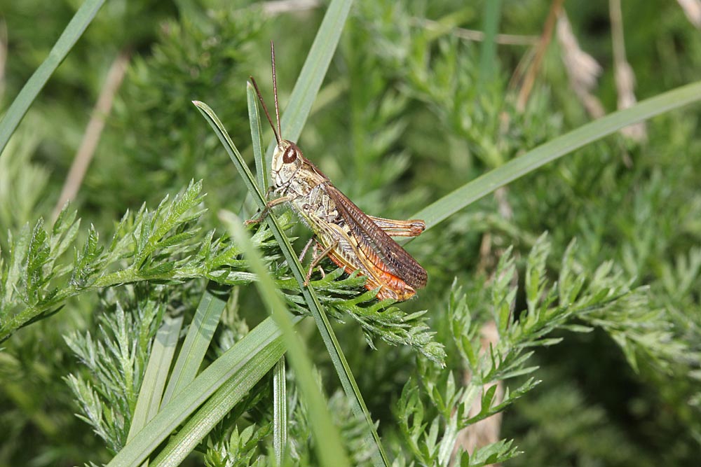 criquet mélodieux / Chorthippus biguttulus vue latérale