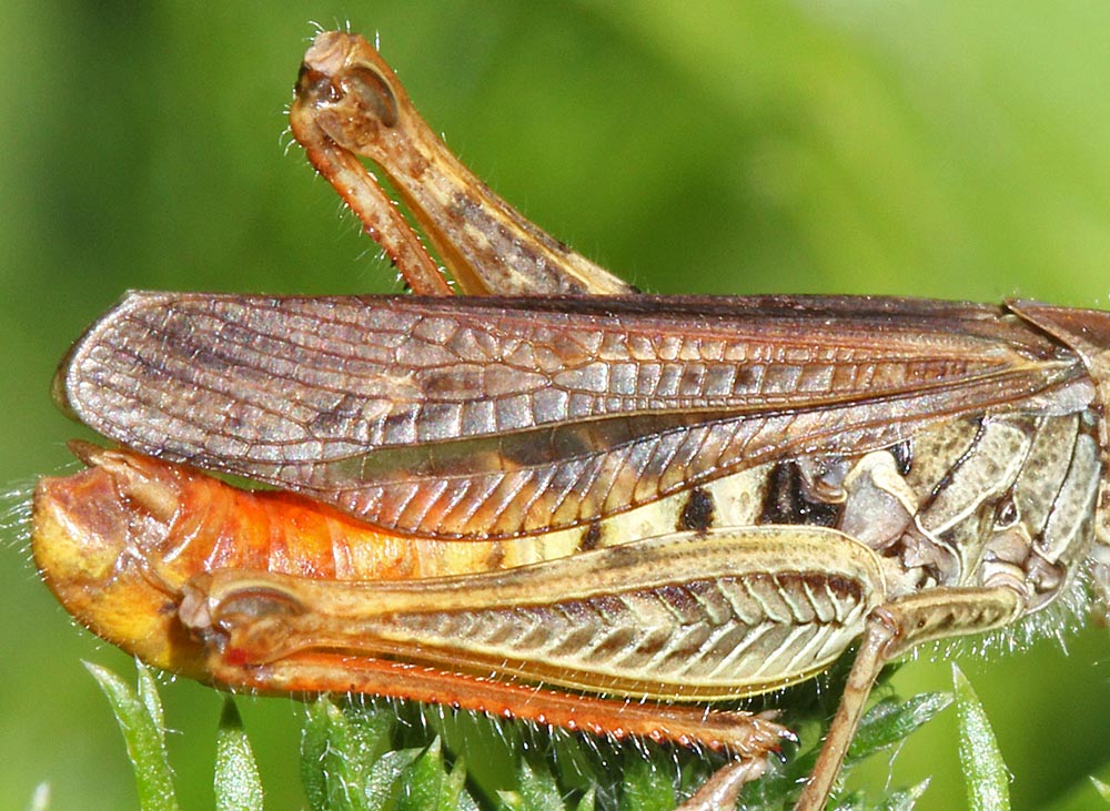 criquet mélodieux / Chorthippus biguttulus détail des ailes et du fémur