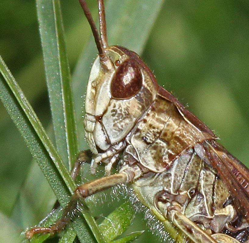 Chorthippus biguttulus gros plan de la tête et du tympan