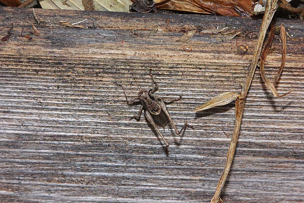 La decticelle cendrée  / Pholidoptera griseoaptera