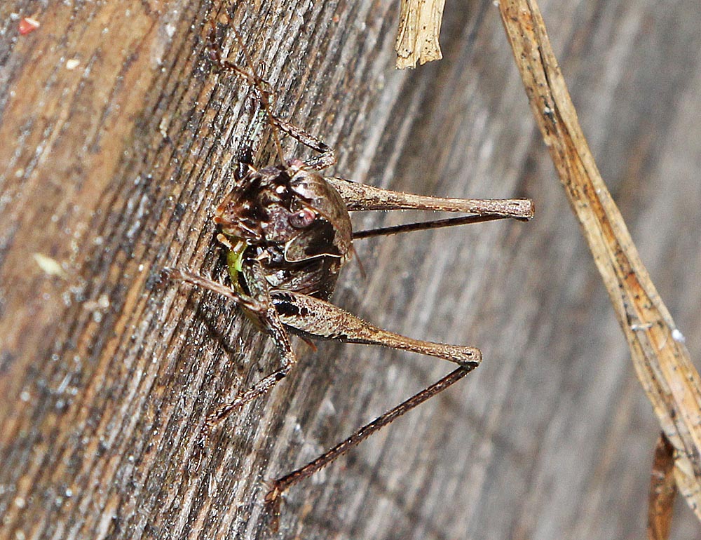 La decticelle cendrée / Pholidoptera griseoaptera<br>face inférieure jaune