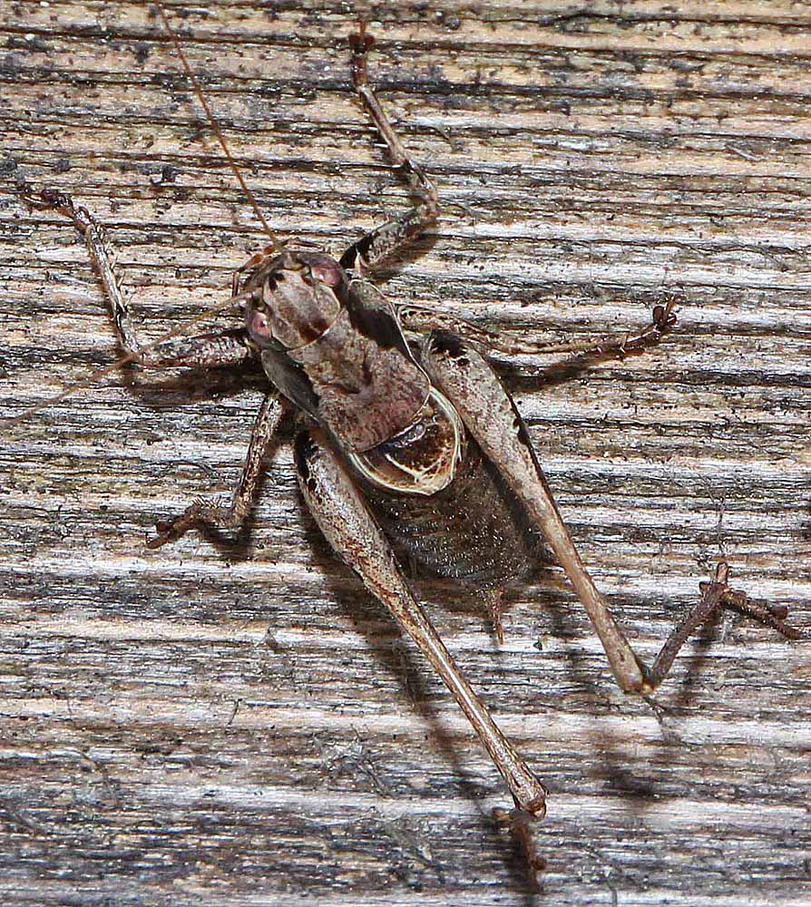 La decticelle cendrée / Pholidoptera griseoaptera<br>gros plan de la tête