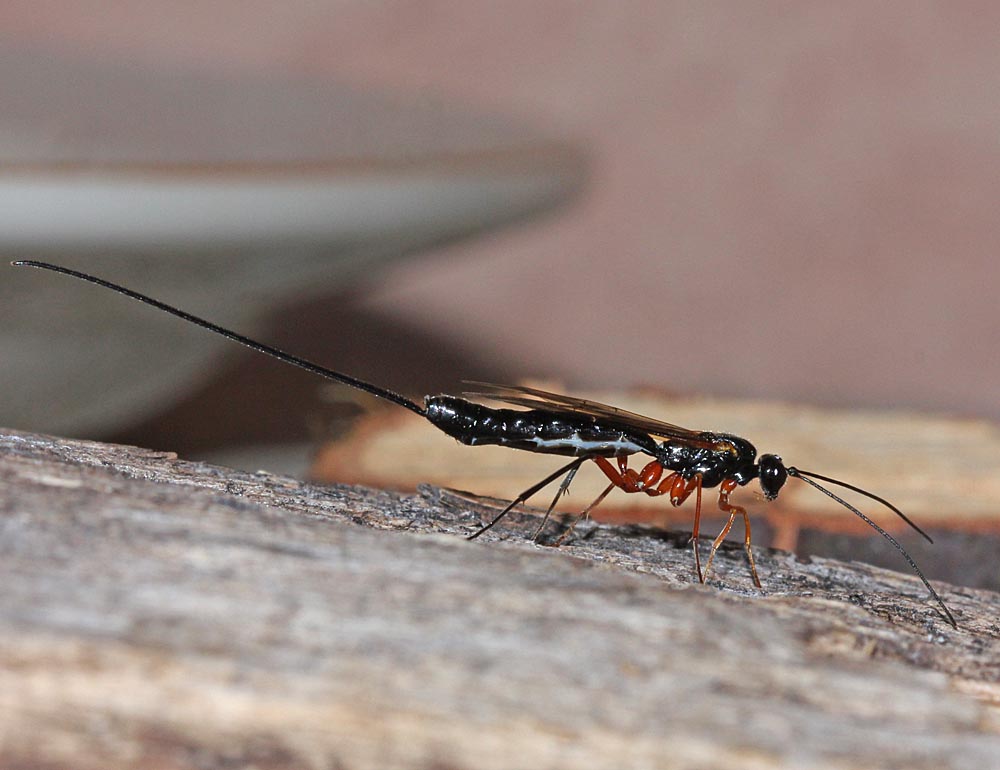 Le grand ichneumon (Hyménoptères / Apocrites / Ichneumonidés / Dolichomitus imperator) vue de l'ovipositeur