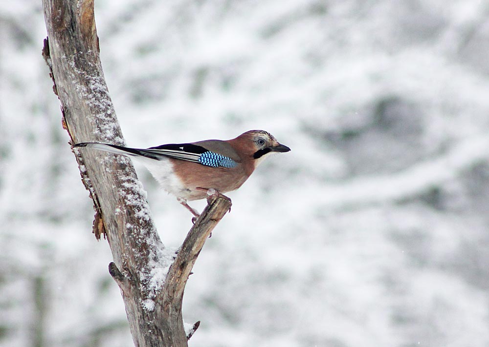 Le geai des chênes (Oiseaux / Passériformes / Corvidés / Garrulus glandarius)<br>sous la neige