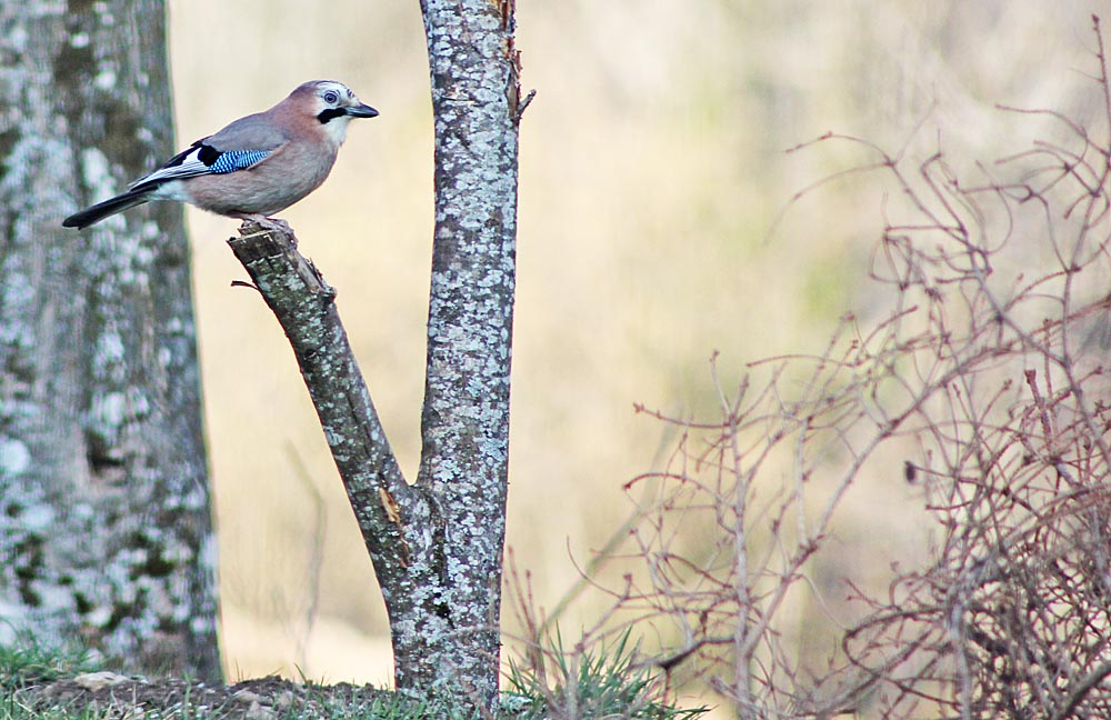 Le geai des chênes (Oiseaux / Passériformes / Corvidés / Garrulus glandarius)<br>ce geai a le sourire !