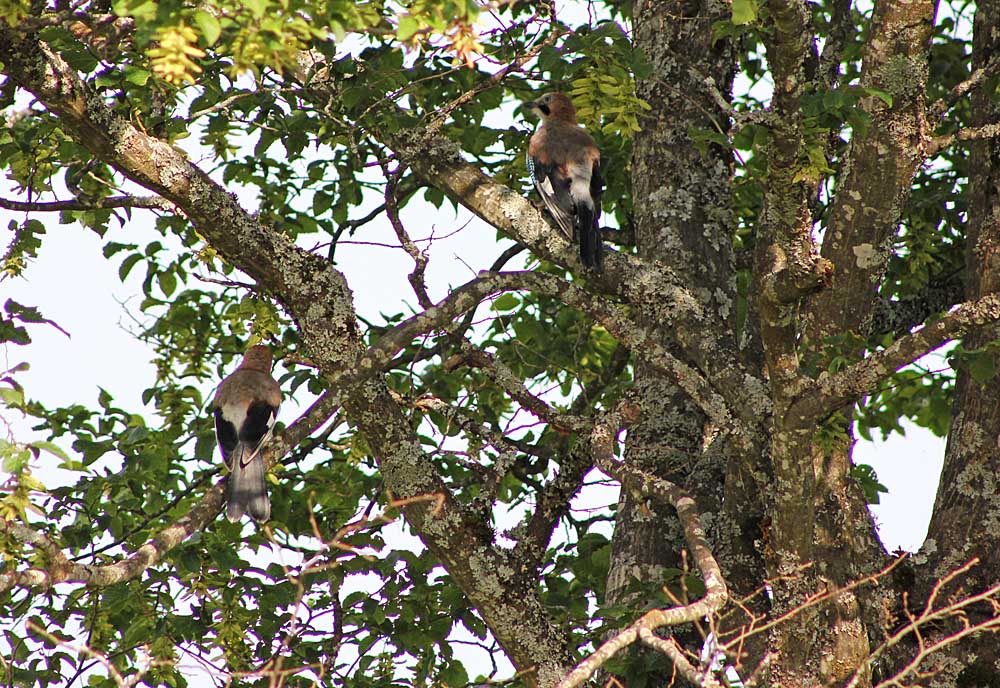 Le geai des chênes (Oiseaux / Passériformes / Corvidés / Garrulus glandarius)<br>couple vu de dos