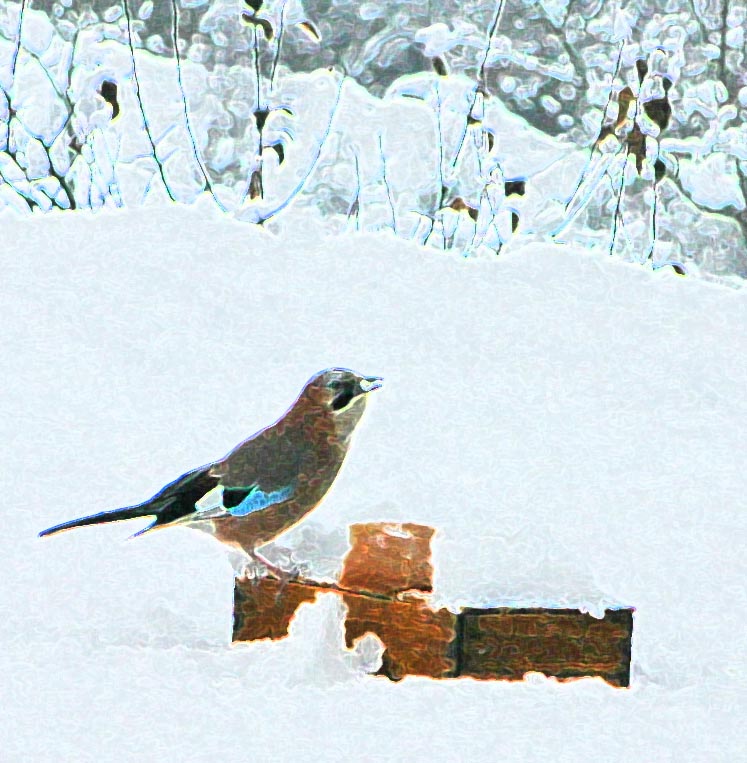 Le geai des chênes (Oiseaux / Passériformes / Corvidés / Garrulus glandarius)<br>en peinture