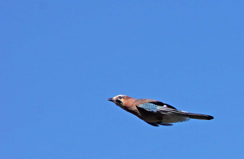 Le geai des chênes (Oiseaux / Passériformes / Corvidés / Garrulus glandarius)<br>en vol