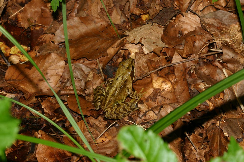 Grenouille rousse (Rana temporaria) en parfaite homochromie sur les feuilles mortes