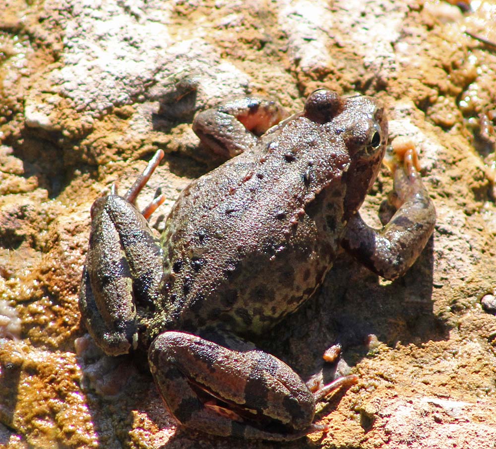 Grenouille rousse (Rana temporaria) en train de bronzer sur un rocher