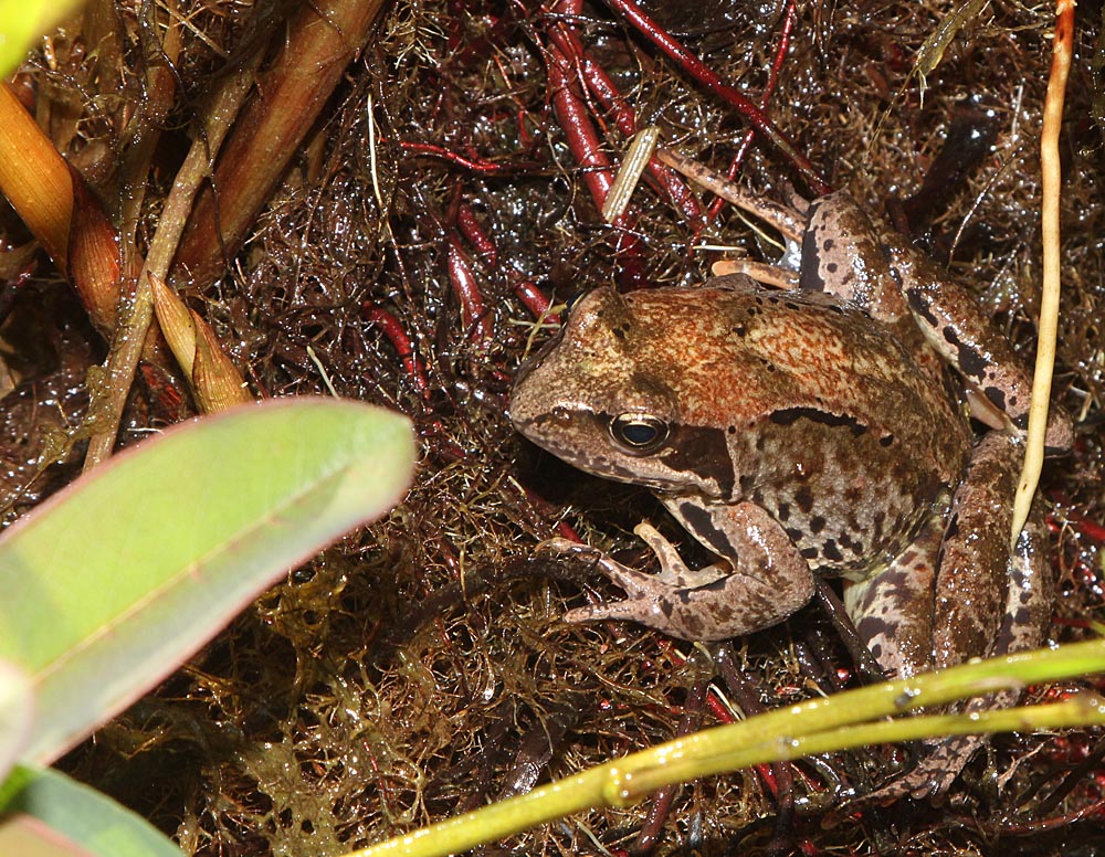 Grenouille rousse (Rana temporaria) en parfaite homochromie avec le milieu