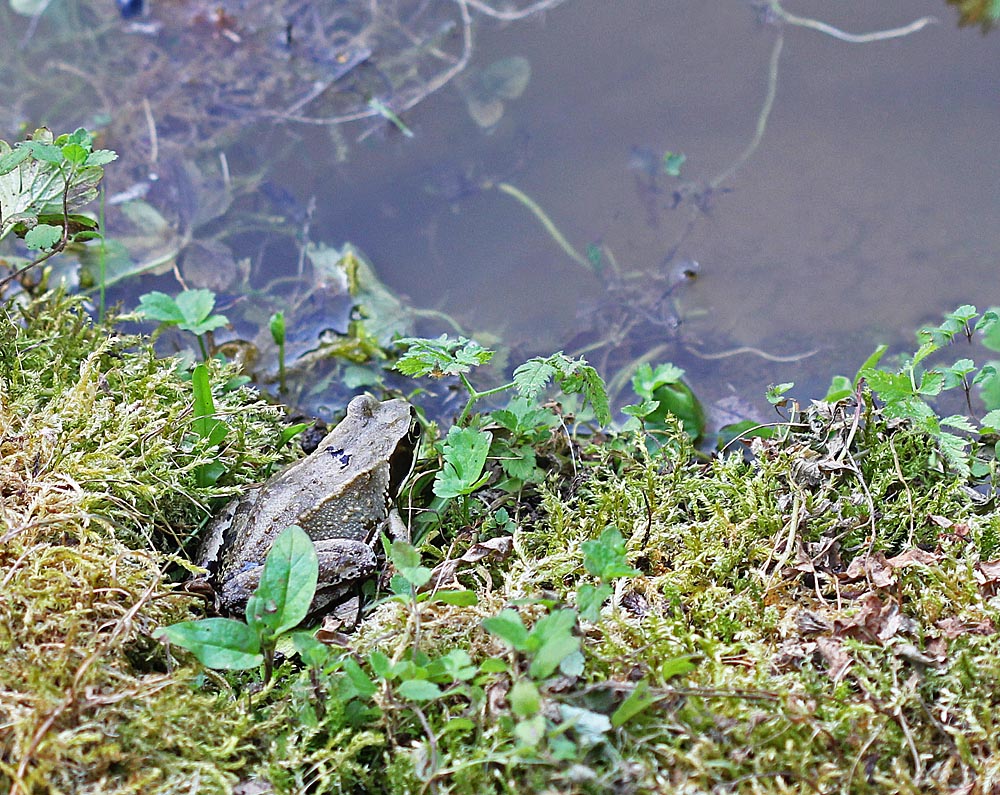 Grenouille rousse (Rana temporaria) au bord de l'eau