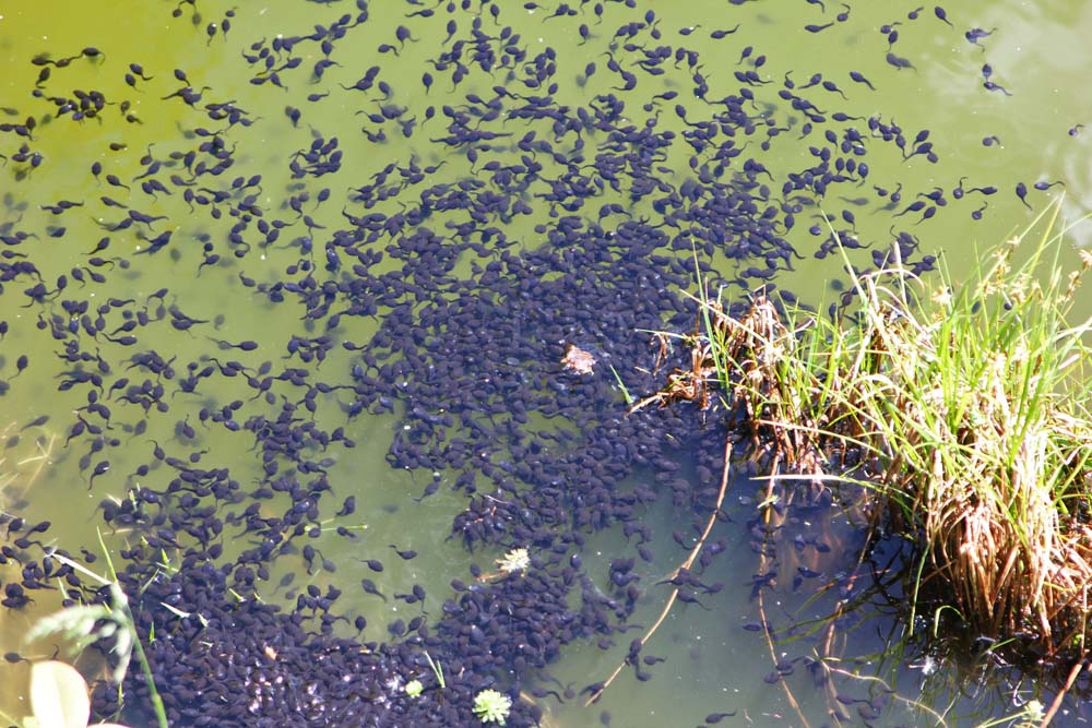 Têtards de grenouille rousse (Rana temporaria)