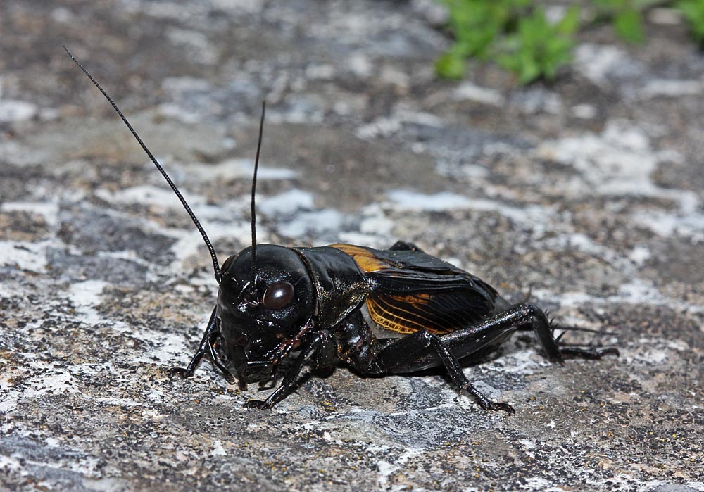 Le grillon champêtre (Insectes / Orthoptère / Ensifères / Gryllidés / Gryllus campestris)