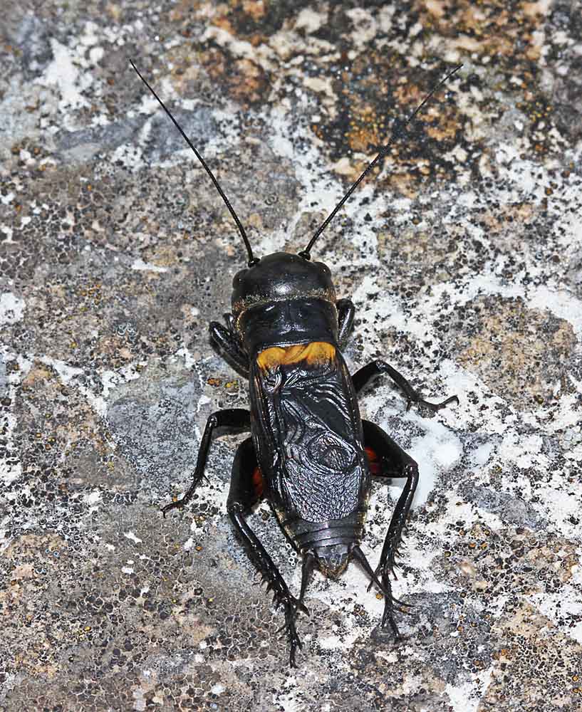 Le grillon champêtre (Insectes / Orthoptère / Ensifères / Gryllidés / Gryllus campestris) vu de dessus