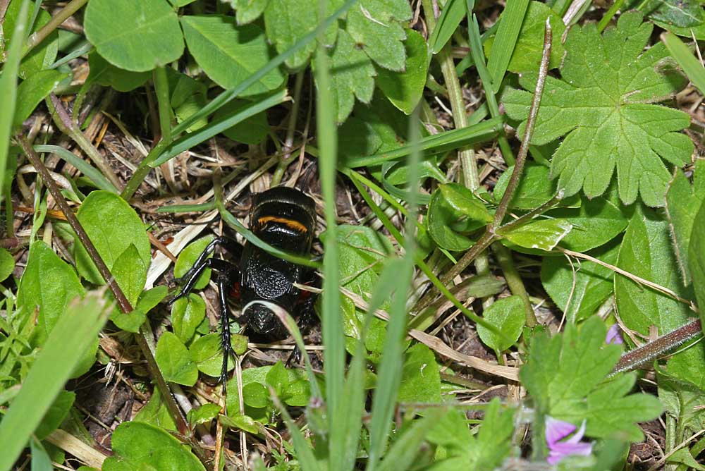 Gryllus campestris dans l'herbe