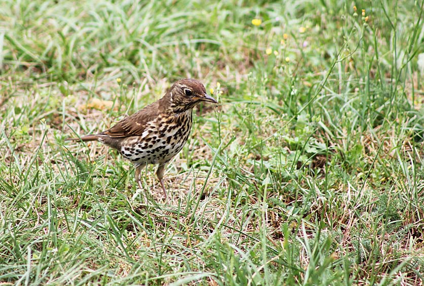 Grive musicienne (Turdus philomelos) en chasse