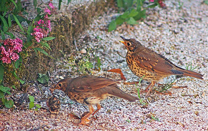 Grive musicienne (Turdus philomelos) en train de montrer à son petit comment déchiqueter un escargot