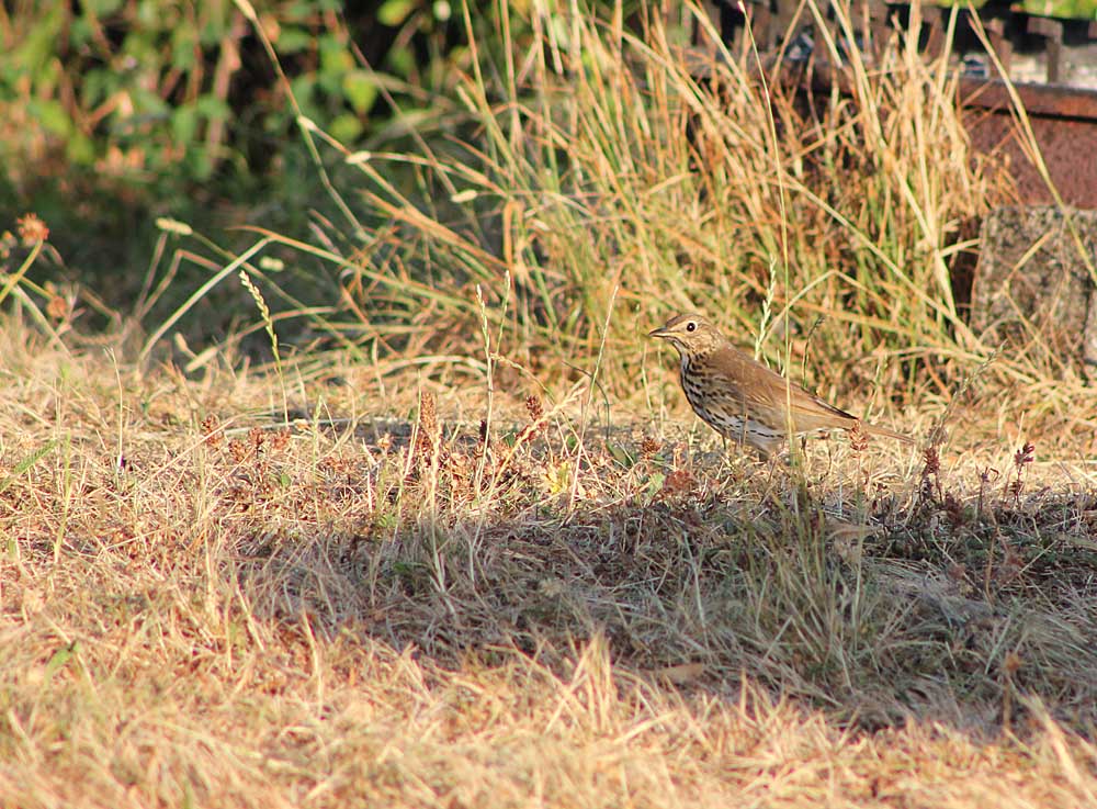 Grive musicienne (Turdus philomelos) aux aguets