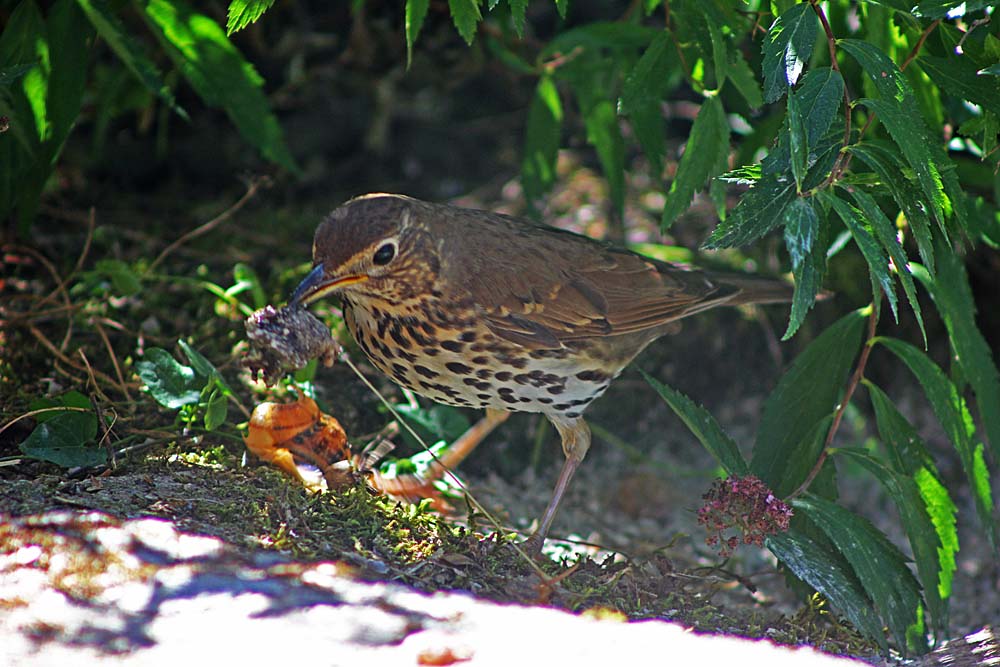 Grive musicienne (Turdus philomelos) en train de déchiqueter un escargot