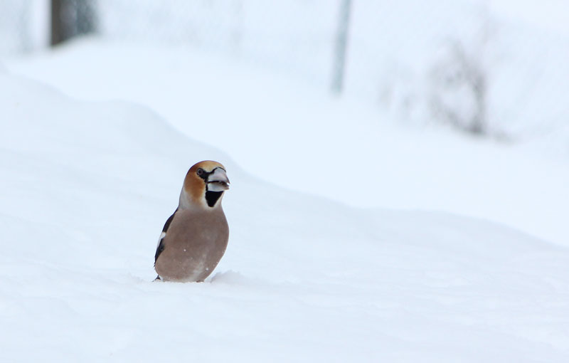 Gros bec casse noyaux mâle dans la neige (Coccothraustes coccothraustes)