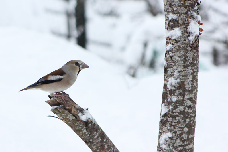 Gros bec casse noyaux mâle dans la neige (Coccothraustes coccothraustes)