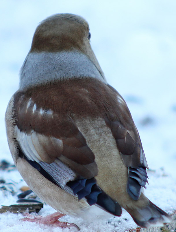 Gros bec casse noyaux de dos (Coccothraustes coccothraustes)<br>détail des plumes