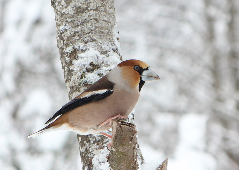 Gros bec casse noyaux mâle (Coccothraustes coccothraustes)