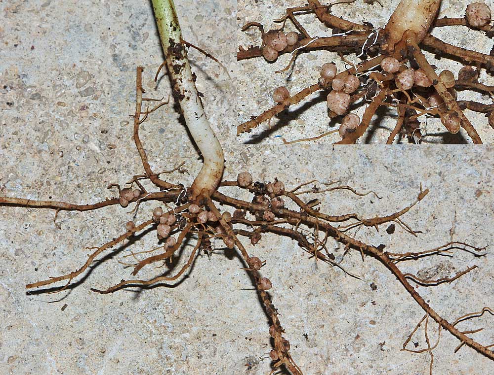  nodosités au niveau des racines contenant des bactéries du genre Rhizobium