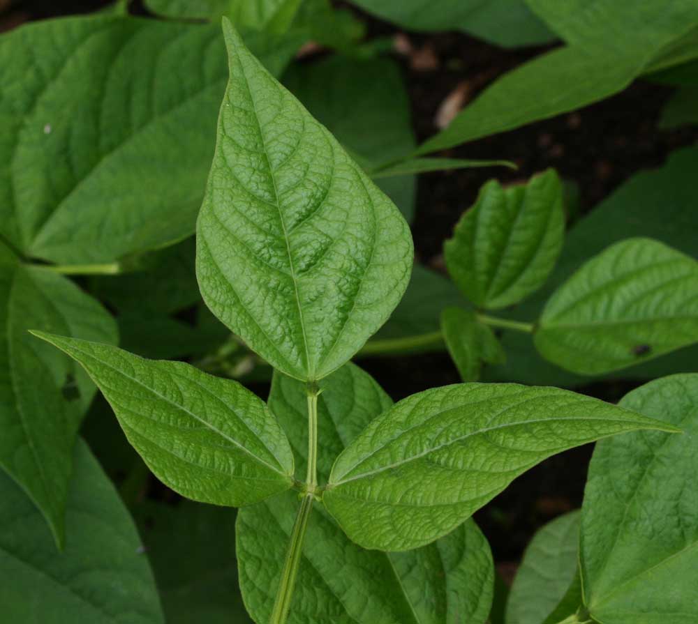 Feuille de haricot vert à trois folioles<br>Notez la présence de stipelles<br>(Phaseolus vulgaris)